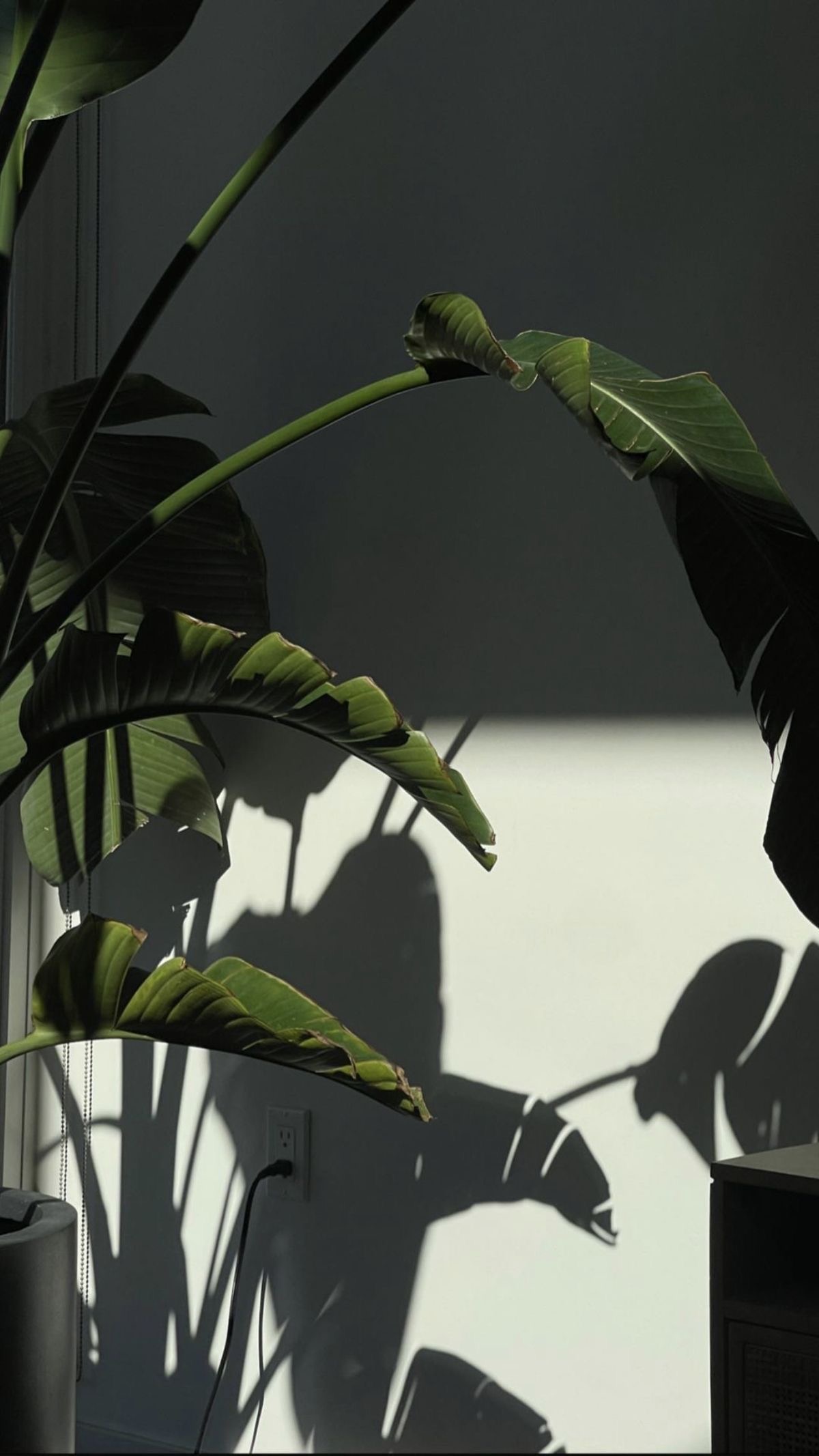 Plantes vertes, lumière naturelle